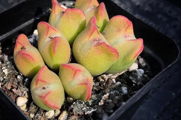 多肉少將，花名很颯！外形卻可愛如&OpenCurlyDoubleQuote;皮卡丘&rdquo;和&OpenCurlyDoubleQuote;龍貓&rdquo;