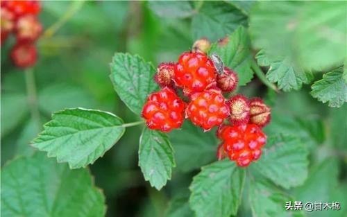 帶你回味童年吃過的46種野果子，記憶中的味道你還記得嗎？