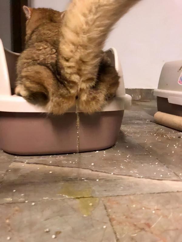 養貓後有哪些瞬間令你崩潰？