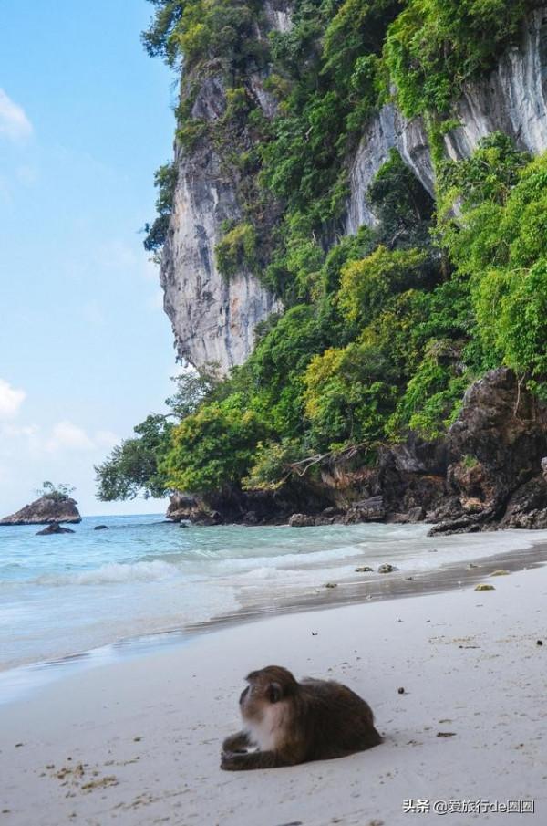 泰國猴子島,沒有遊客,他們簡直活成了神仙 泰國猴子島,沒有遊客,他們簡直活成了神仙
