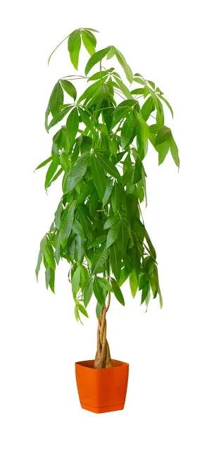 花有靈性“人養花一年,花養人一世”為自己為家人養棵健康美麗花 花有靈性“人養花一年,花養人一世”為自己為家人養棵健康美麗花