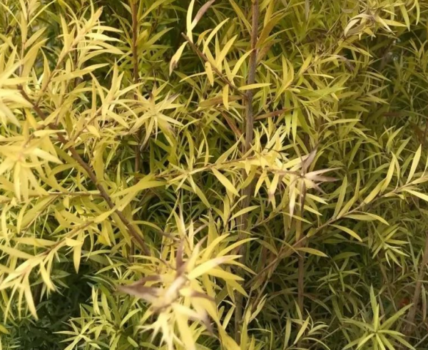 這種能開花的柳樹名為“串錢柳”,紅彤彤,盆栽放屋裡格外喜慶 這種能開花的柳樹名為“串錢柳”,紅彤彤,盆栽放屋裡格外喜慶