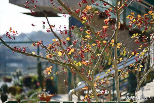 鳥兒們過冬必備 - 紅透整個冬日的迷你山楂果 |園丁