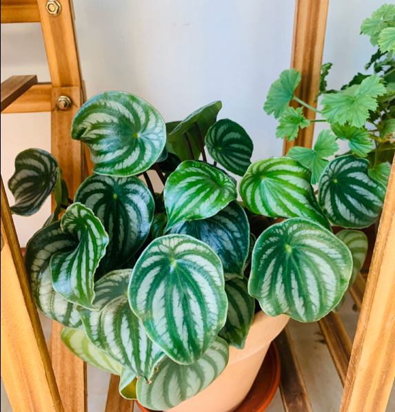 西瓜皮椒草暗淡無光,掌握這5步養護,家裡也能賞“西瓜” 西瓜皮椒草暗淡無光,掌握這5步養護,家裡也能賞“西瓜”