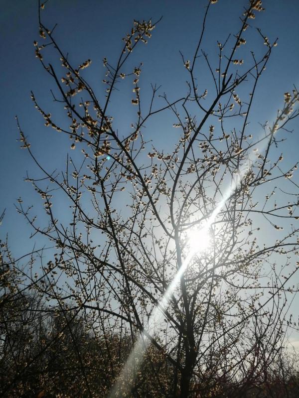 臘梅花開時