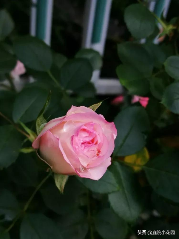 這樣的小院就是我夢想中的花園