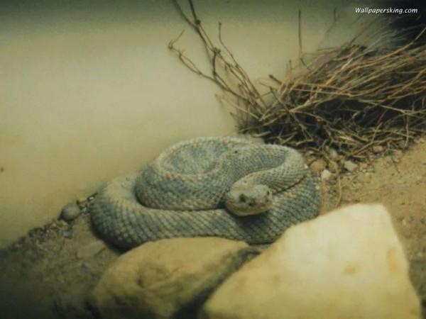 神奇的荒野（紀錄片）