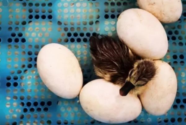 把老鷹蛋換成鴨蛋，小鴨子出殼後老鷹懵了，大家忍住別笑