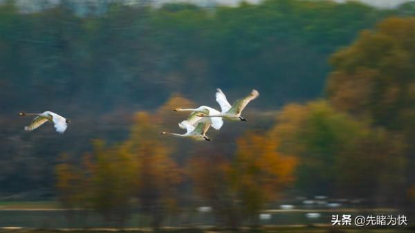 初冬的天鵝湖美成了一幅畫