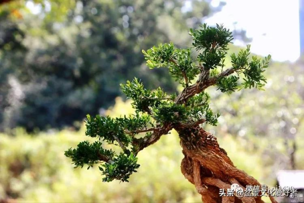 玩盆景,只是玩玩嗎? 玩盆景,只是玩玩嗎?