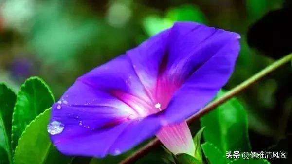 民間故事:買娘 民間故事:買娘