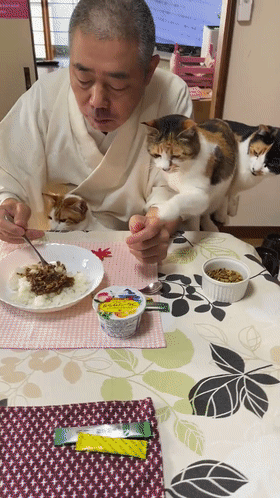 一個人和六隻貓守著一座寺院,吃飯被一群貓環繞會是怎樣的體驗? 一個人和六隻貓守著一座寺院,吃飯被一群貓環繞會是怎樣的體驗?