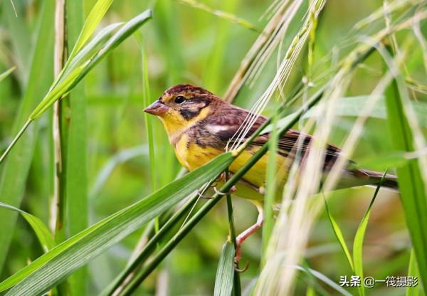 湖邊，這隻黃胸鵐正吃著野生稻種子