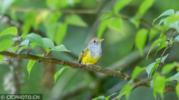 重慶南川:夏日鳥趣 重慶南川:夏日鳥趣
