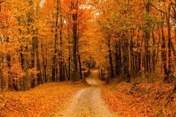 小科普 | 秋日景觀:美妙的自然之趣(下) 小科普 | 秋日景觀:美妙的自然之趣(下)