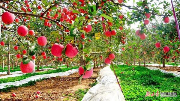 看！2500萬人的豐收圖景