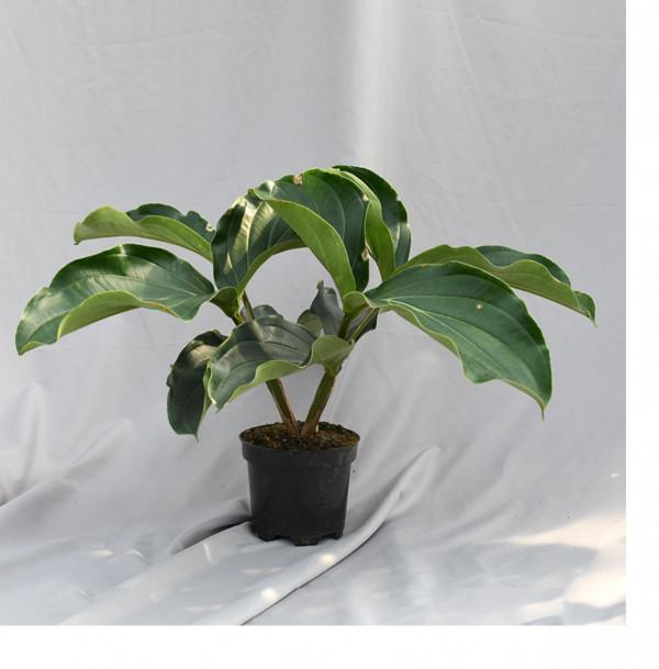 38種超級耐陰的花,沒光也能養爆盆,養在陽臺客廳超有範兒 38種超級耐陰的花,沒光也能養爆盆,養在陽臺客廳超有範兒