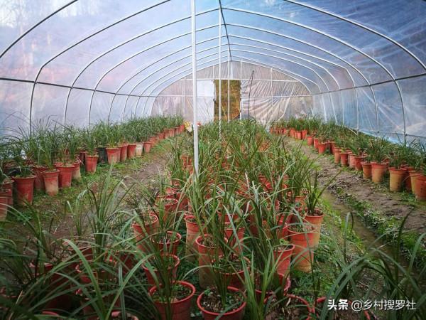 用鋸末養蘭花，無論是春蘭還是蕙蘭，5個細節決定成敗