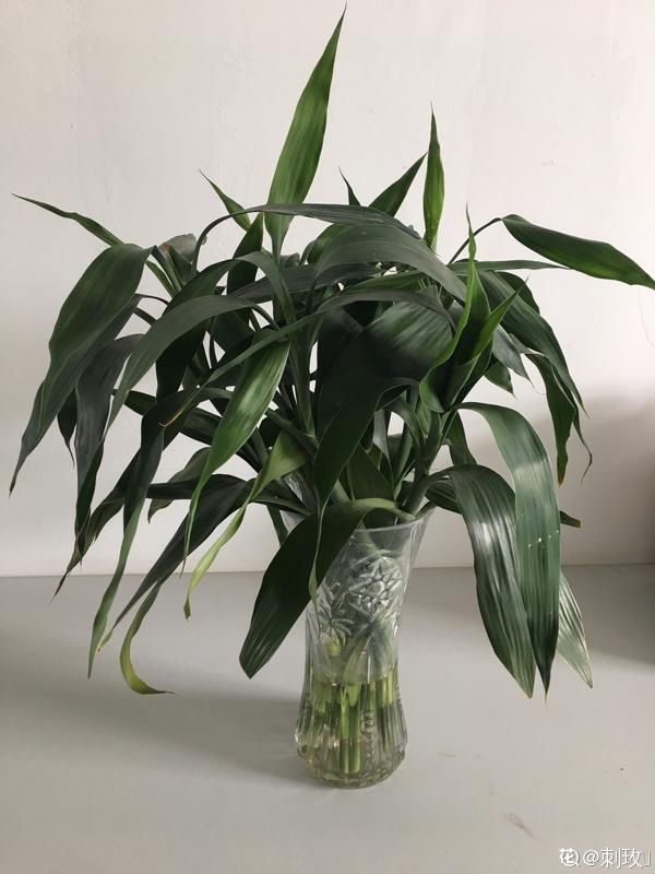 農村人的院子超上檔次，種花不在多，關鍵是選好品種