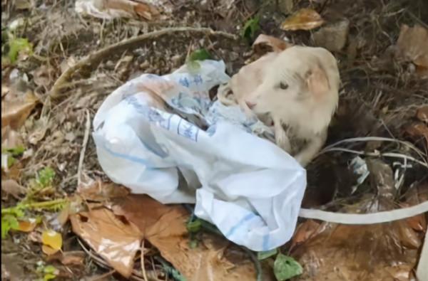 湖北：鐵絲綁後腿，在雨中淋了3天雨，被救後誰還不是漂亮的狗狗