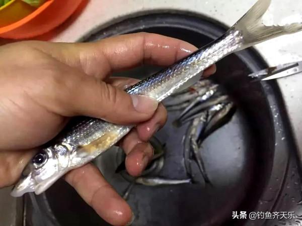 黃河灘釣獲“船釘魚”，半斤重！老漁民：可能是鴿子魚，快放了