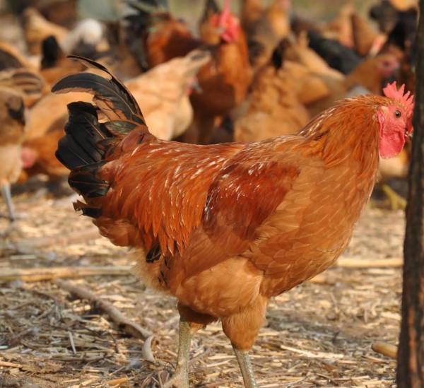 大吉大利天天吃雞,中華名雞知多少?有你家鄉的雞嗎 大吉大利天天吃雞,中華名雞知多少?有你家鄉的雞嗎