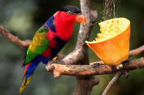 分享圖片：比鳳凰還美麗的鳥三十多款