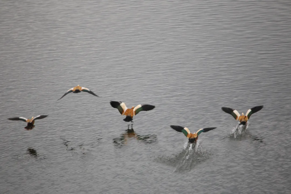 【生物多樣性】野鴨徊翔入冬來 【生物多樣性】野鴨徊翔入冬來