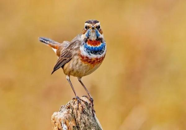 100幅美麗的鳥圖欣賞