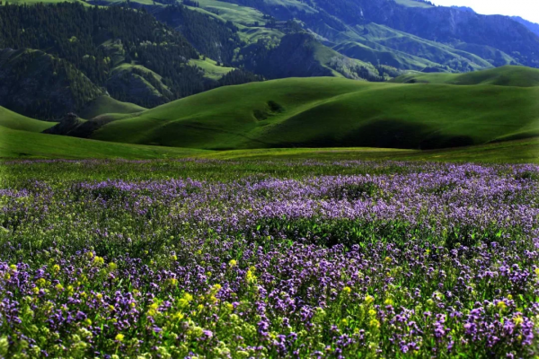 天山草原——伊犁河谷