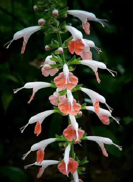 分享圖片&mdash;&mdash;罕見稀有的花卉