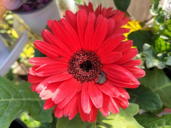 往事只能回味 往事只能回味