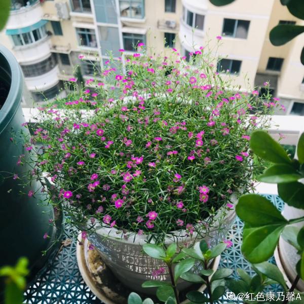 養花和性格息息相關，什麼性格喜歡什麼花，你同意嗎