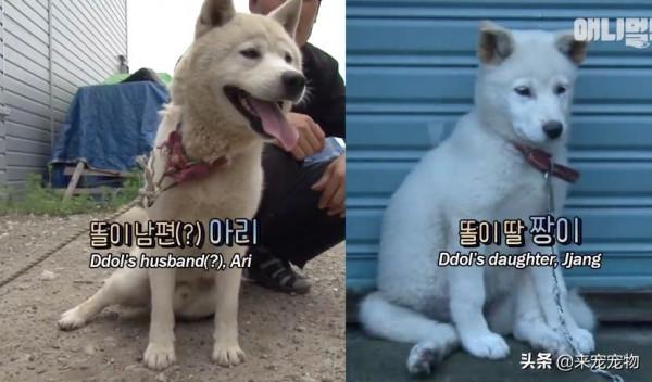 狗媽生了50只一模一樣的狗崽...裝監控、DNA鑑定只為找出渣爹 狗媽生了50只一模一樣的狗崽...裝監控、DNA鑑定只為找出渣爹