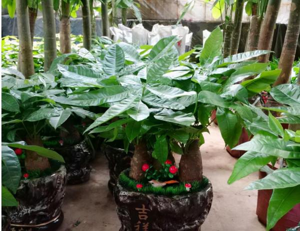 11、12月，7種花要“少水、斷糧”，不然熬不過冬