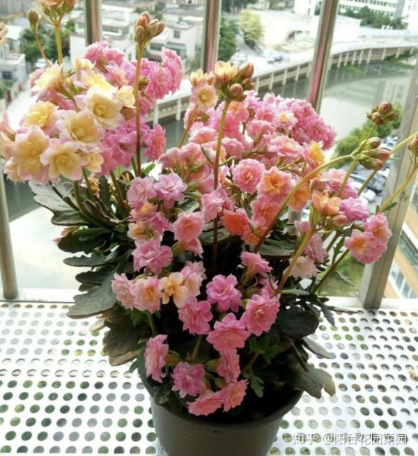 6種年宵花，天生不怕冷，吉吉利利，愛開花，養成大老樁更值錢