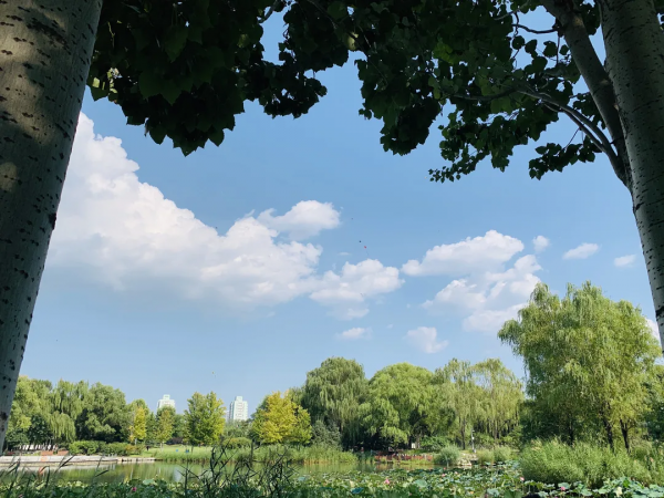 前方高萌！海淀竟有超多“神奇生物”出沒……
