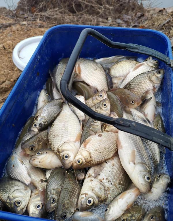 雨天釣魚不給力,果斷換地方,終於小爆護 雨天釣魚不給力,果斷換地方,終於小爆護