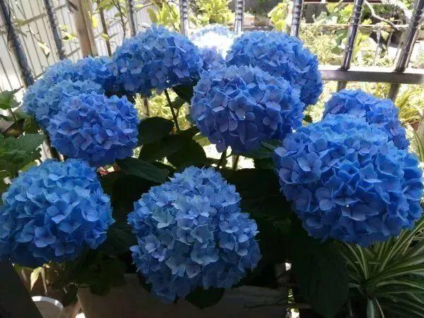 誰說陽臺朝北養不了花？5種花，就適合北陽臺，耐陰又皮實