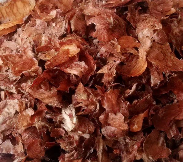 TA長得像刺蝟,全身都是寶 TA長得像刺蝟,全身都是寶