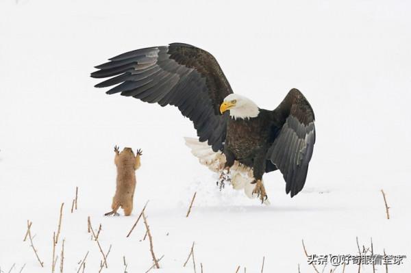 花落誰家？2021 年最有趣的野生動物照片揭秘