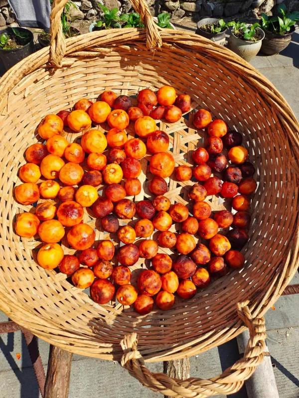 杮子紅了—丹山赤水杮林村 杮子紅了—丹山赤水杮林村