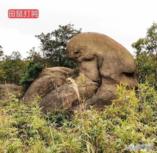 大羅山有處“二師兄”奇石，惟妙惟肖，你可找到過？