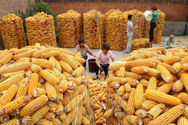 玉米跌勢慘重,新玉米行情會不會“泡湯”?慘跌中有3個“希望” 玉米跌勢慘重,新玉米行情會不會“泡湯”?慘跌中有3個“希望”