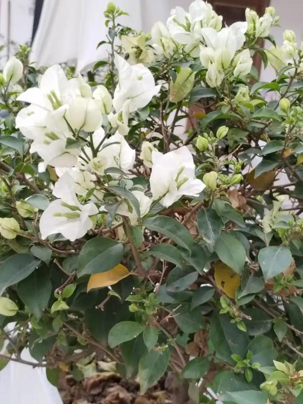 一個關於丈母孃把孩子帶大了，卻賴著不走的問答，讓我一夜未眠