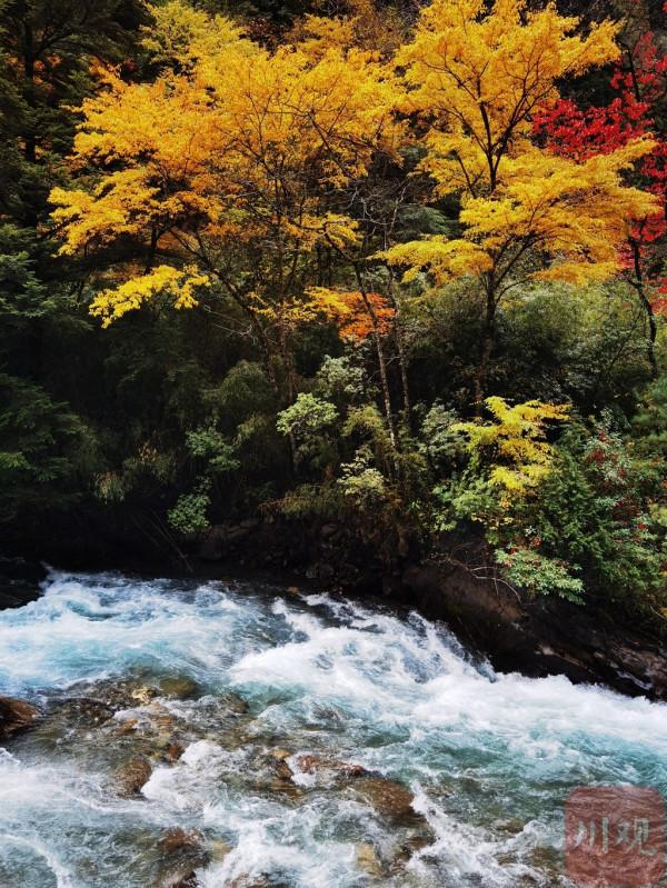 四姑娘山秋日 水墨丹青畫中游