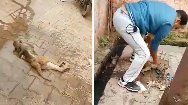 印度3只猴子觸碰電線墜地昏迷！醫護人員按壓心臟全部救醒