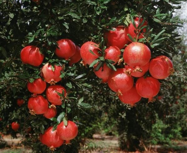 家裡有院子，就種5種“旺宅樹”，觀賞收果兩不誤，吉祥又實用