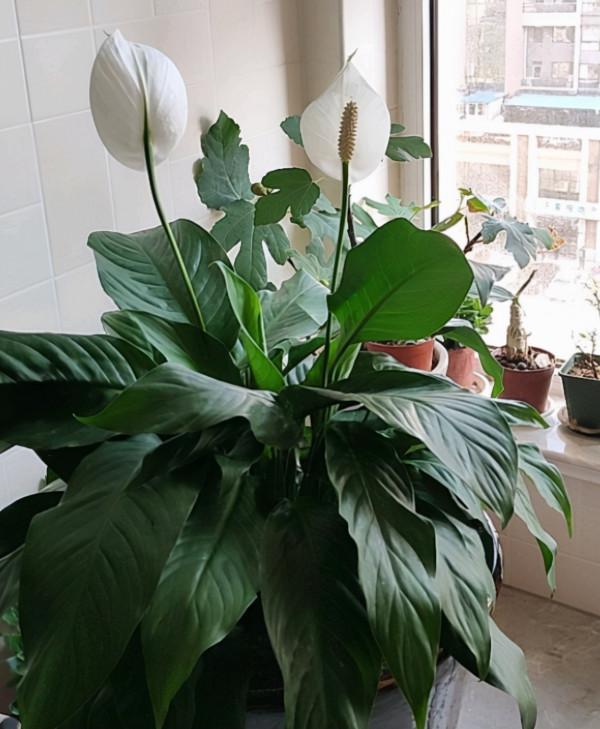 一帆風順花怎麼養？養護的過程中怎麼避雷？