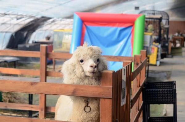 小朋友的天地動物的樂園—水榭萍鄉親子莊園